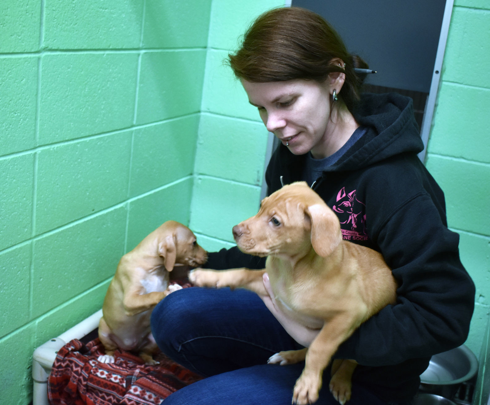Portage Humane Society - puppies